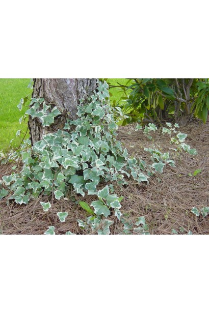 Плющ Варієгата чіпляється за стовбур дерева